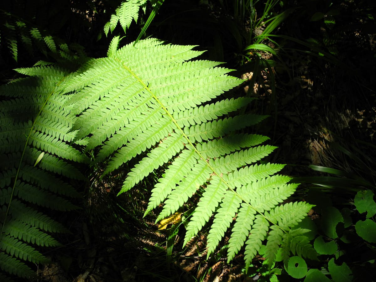 ¿Vlad se salió de la ciudadanía o es solo un hombre de acc...