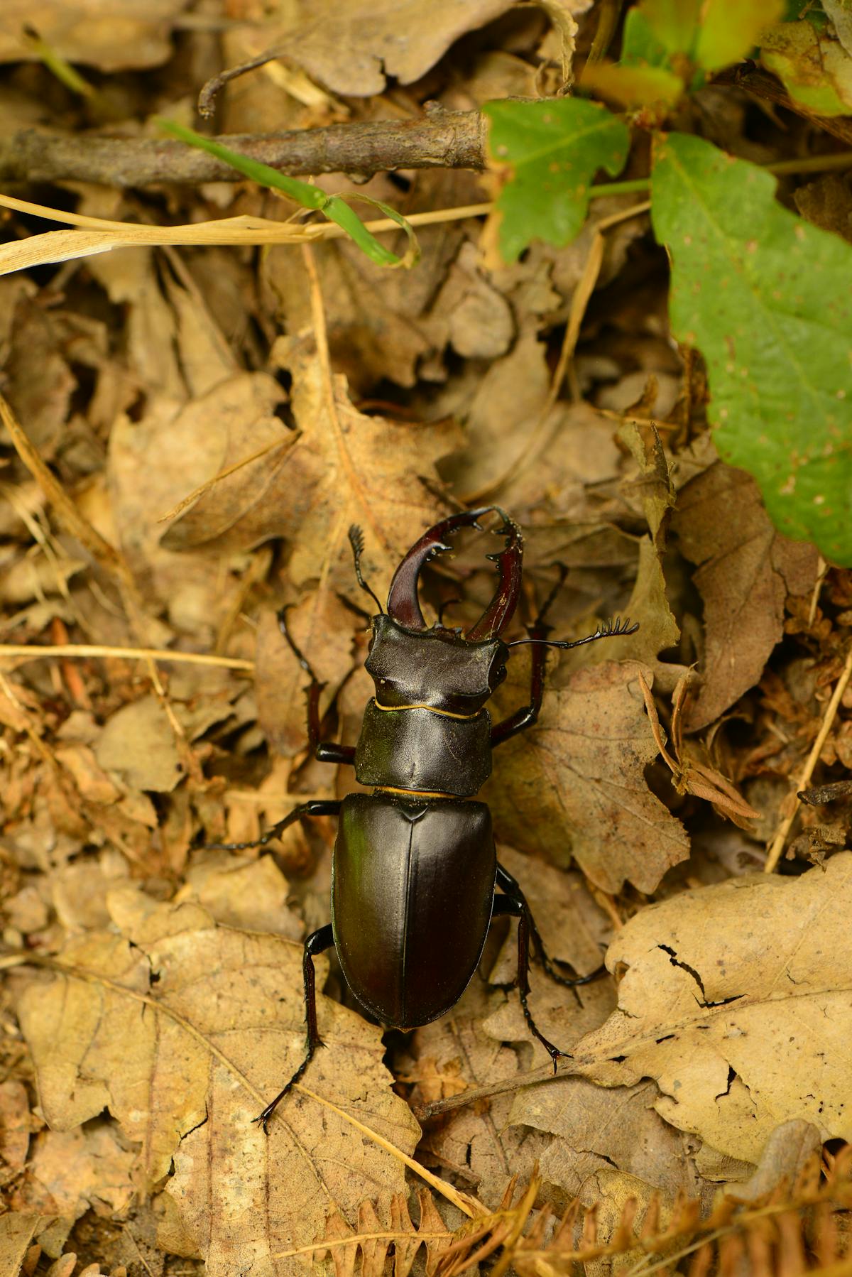 ✨ ¿Prediabetes o Previa? 5 Consejos de una Nutrióloga Lati...