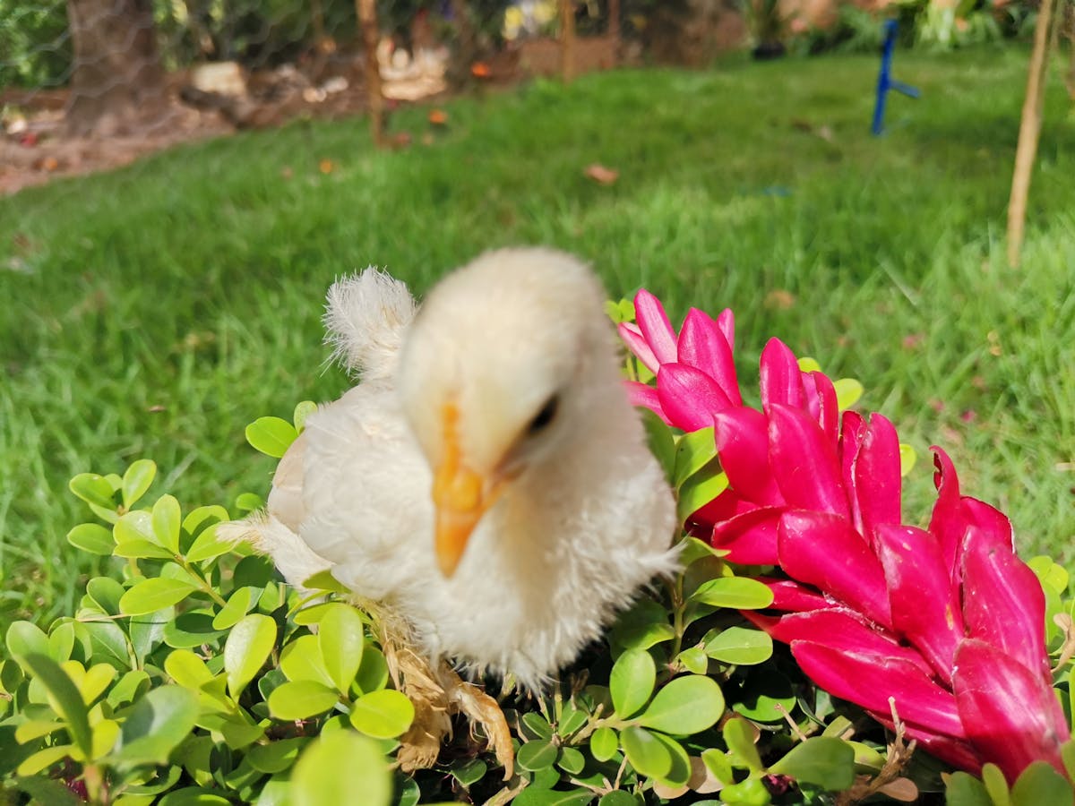 ¿Un Cumbierito Argentino en Irlanda? ¡Esto es oro!