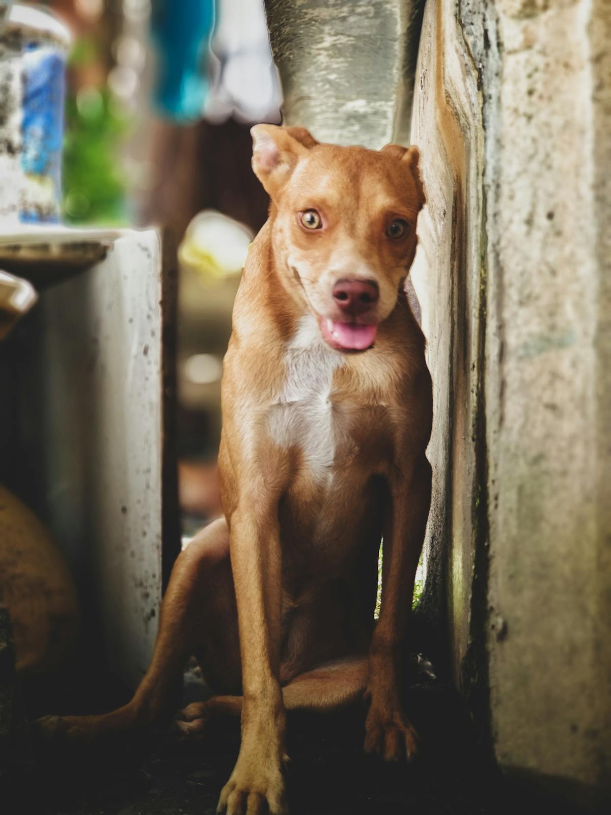 ¿Al Chale! Estos Aditivos Comestibles Aceleran 62% la Deca...