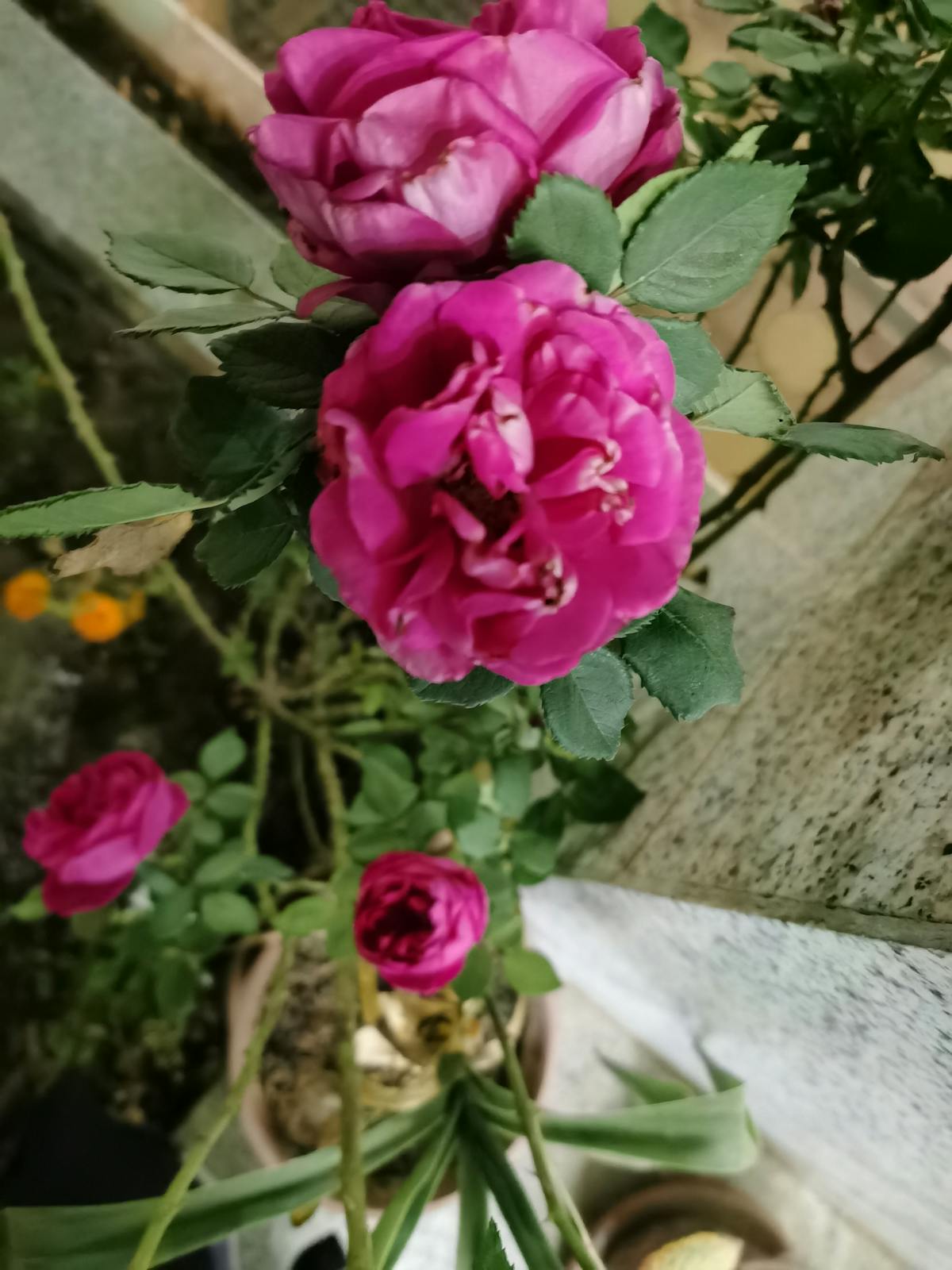 ¿Aprender bienes raíces es el secreto para no morir de ham...