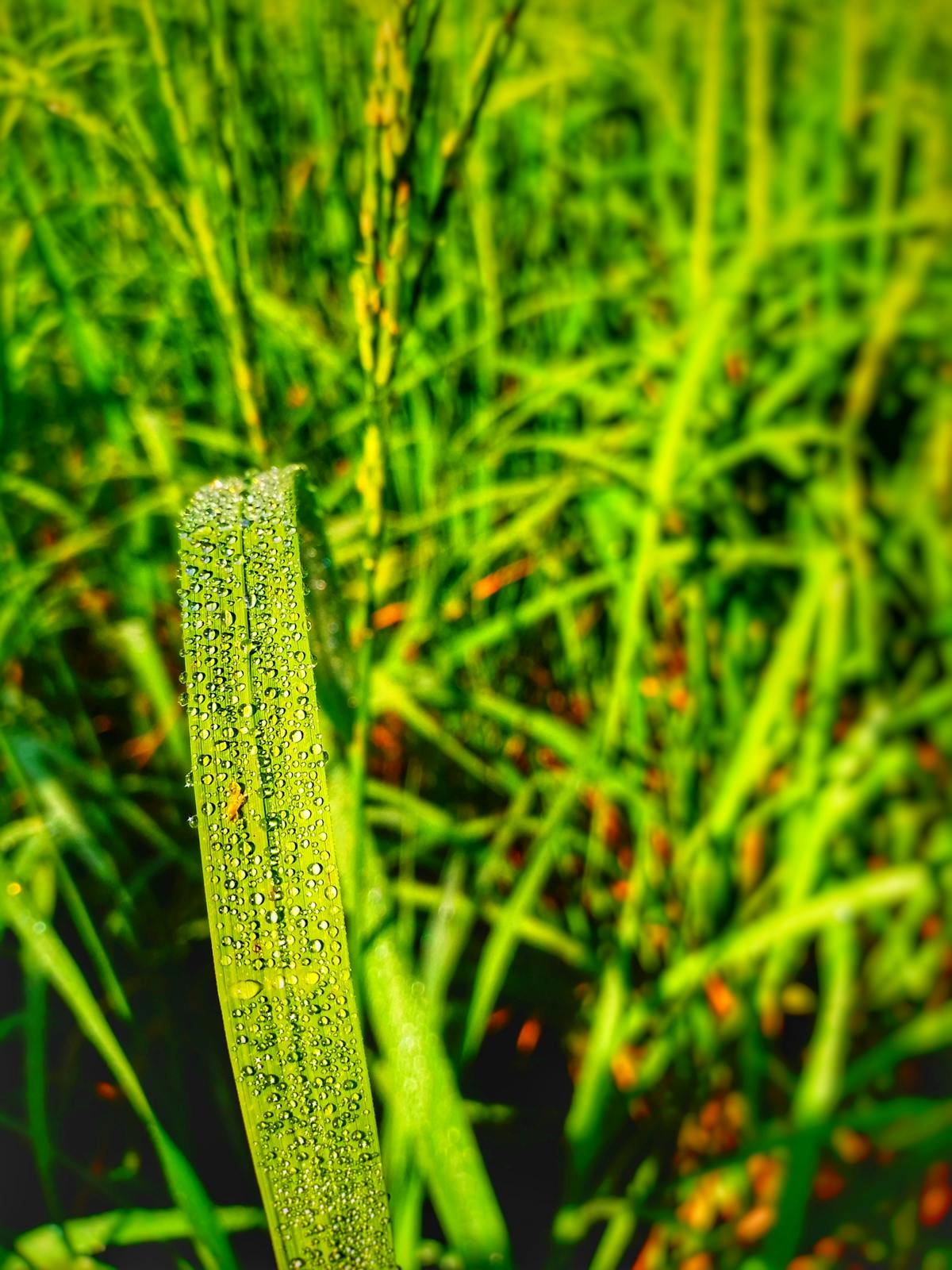 ¿Tus Datos Están Seguros en la Nube o Solo Son Alimento pa...