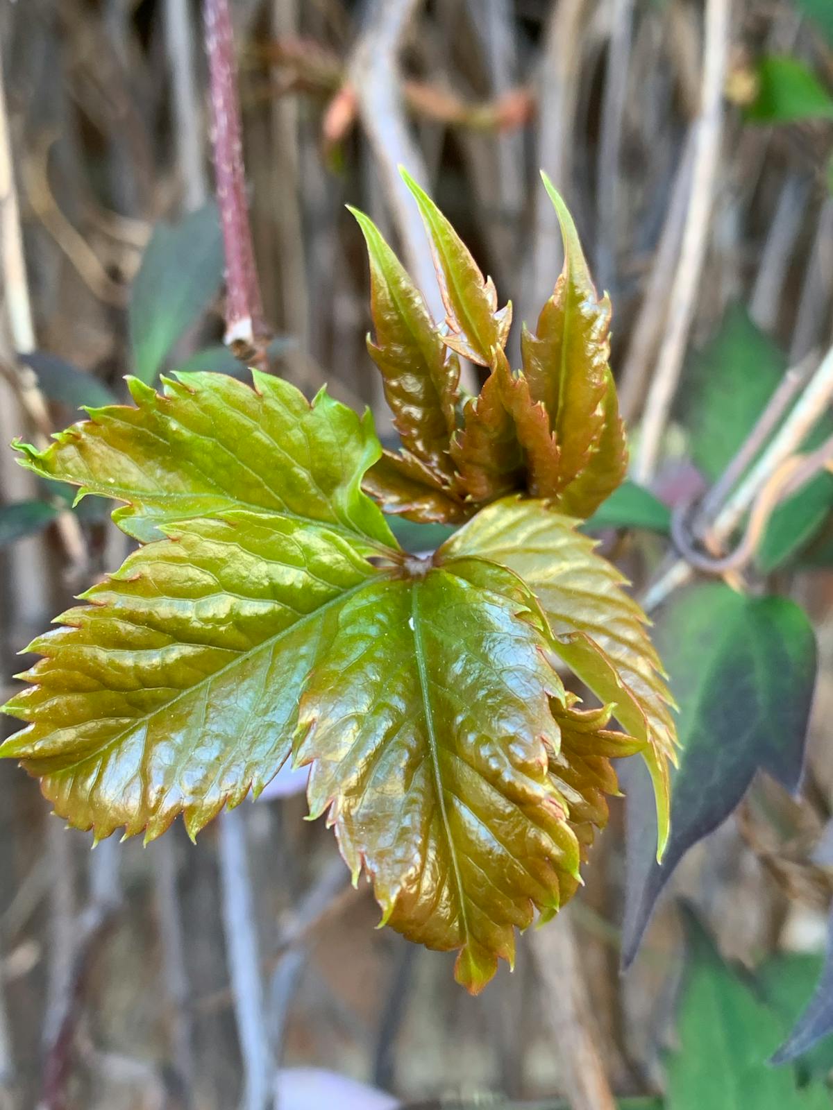 ¿Al chile? El gobierno de Illinois no sabía que su ciudadano...