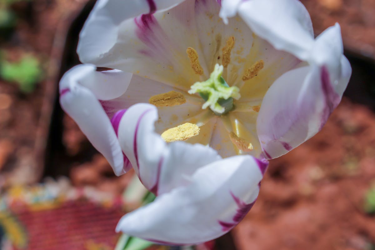 Cuba Sí Vende Ayuda Humantaria Mexicana, ¿O No?
