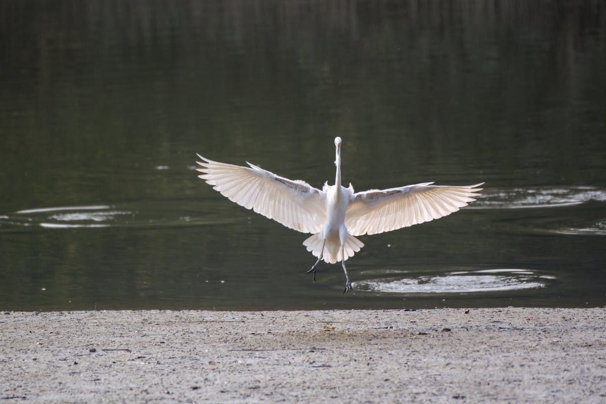 ¿Quién necesita al Príncipe de Reggaeton en Neiva cuando J...