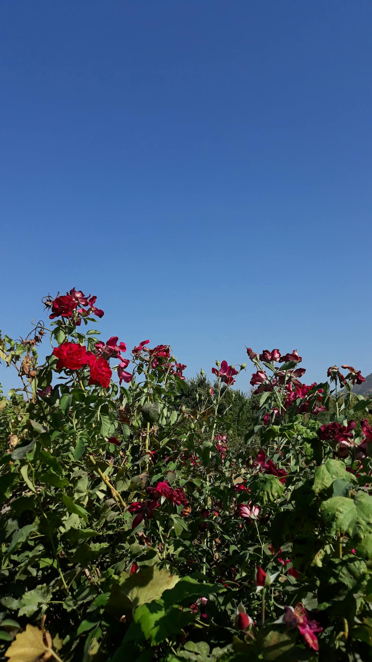 ¿Al chile? Así se gestiona la privacidad en TikTok... 😳