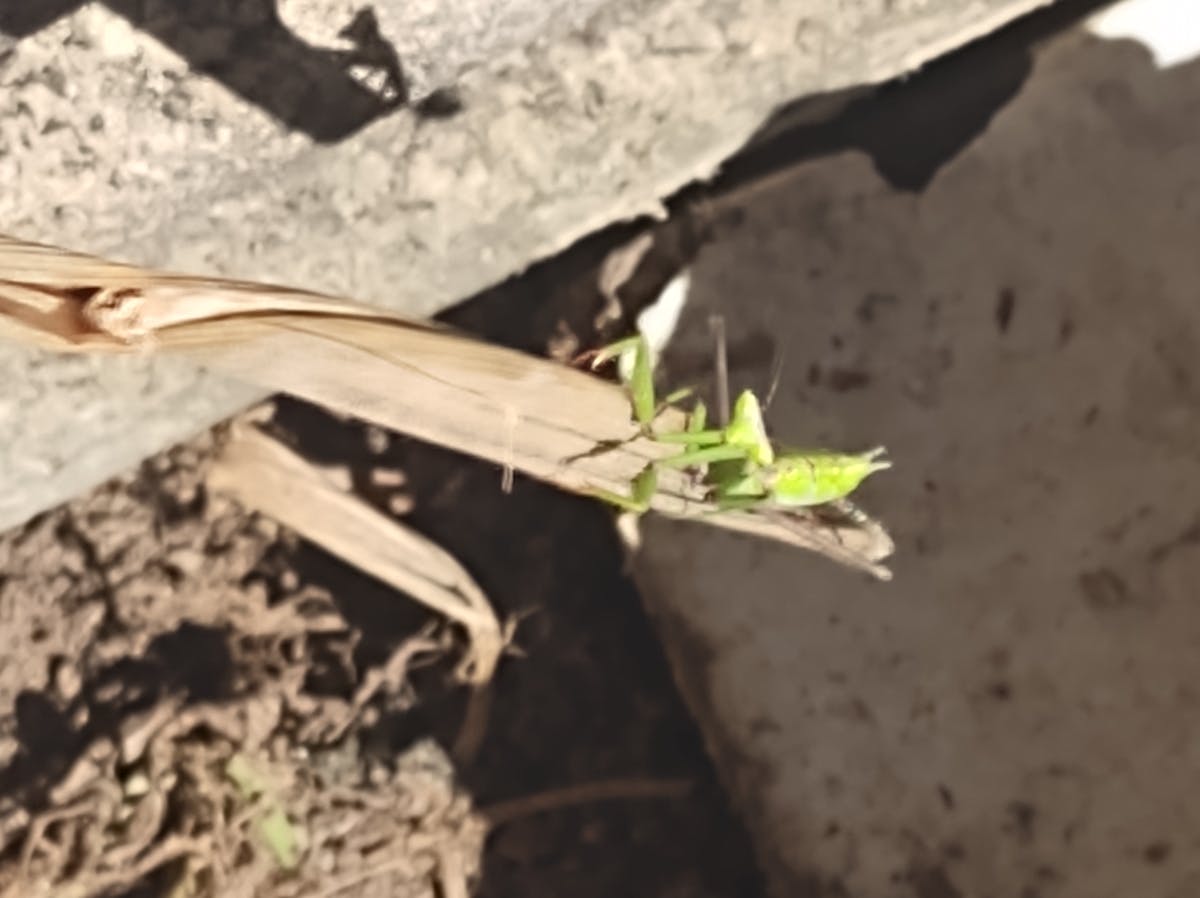 ¿Repetimos el mismo error con la Repeated Bout Effect? 🚩