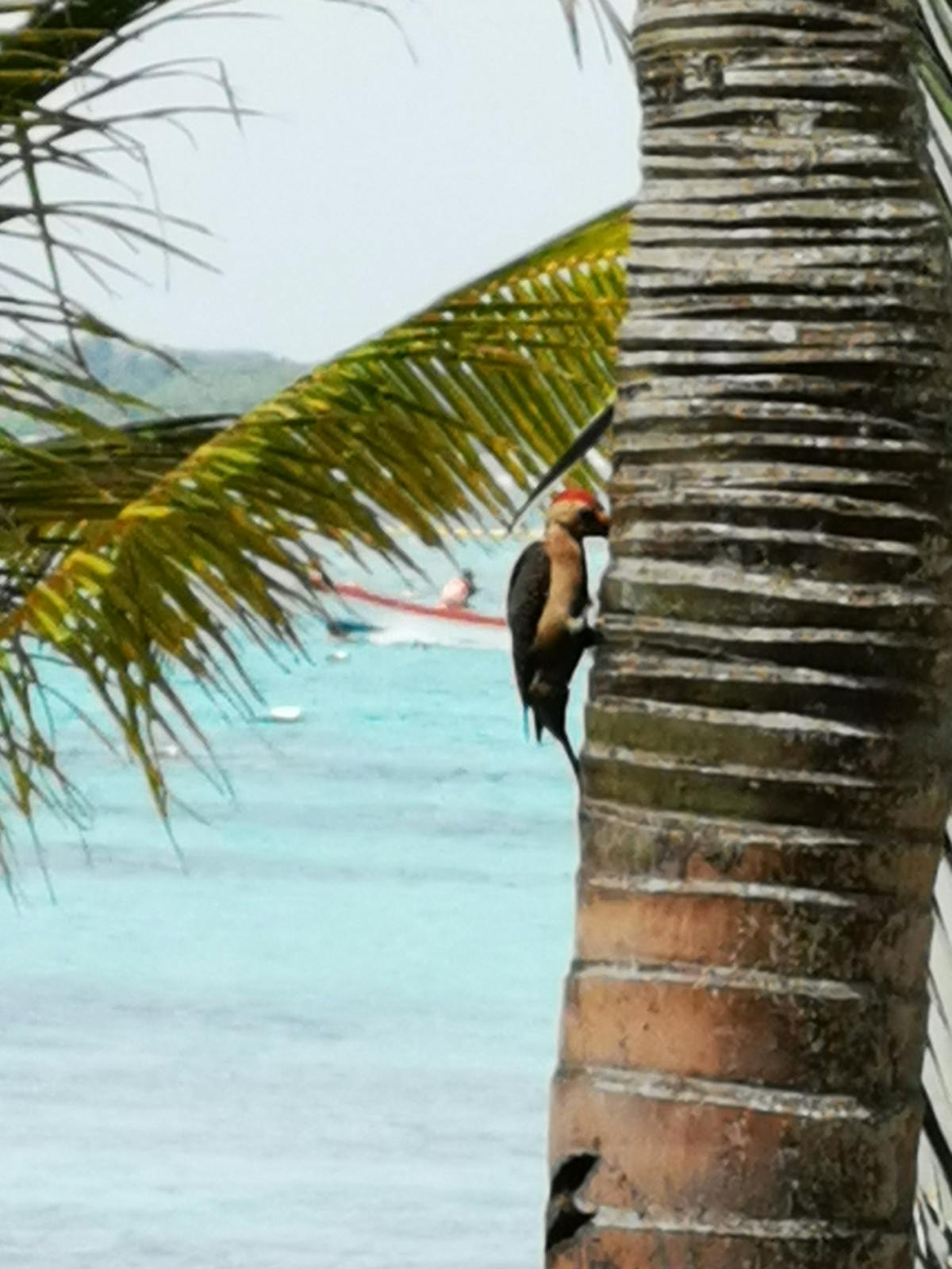 ¿Lesionados en la Selección Mexicana? ¿Serán el Main Character...