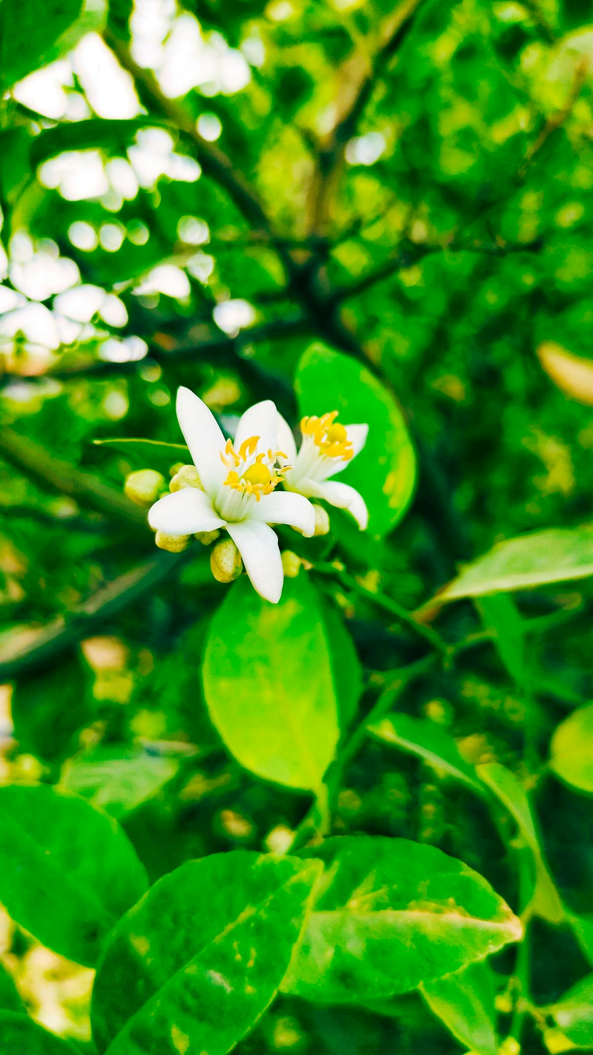 🚨 ¿Guadalajara Se Muda a Jalisco o a México?