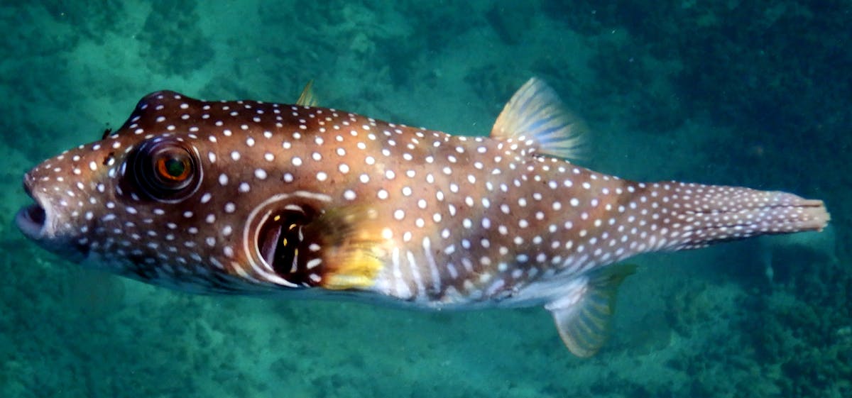 ¿Tú usas Blockchain o solo sales con ella?