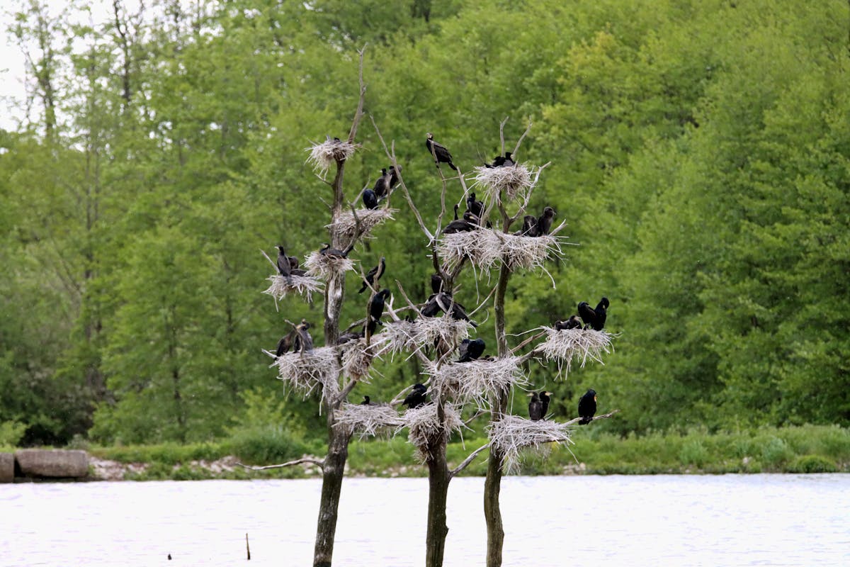 ¡Pikachu no te engaña! 👀 ¿Sabes jugar Pokémon Pokopia sin ...