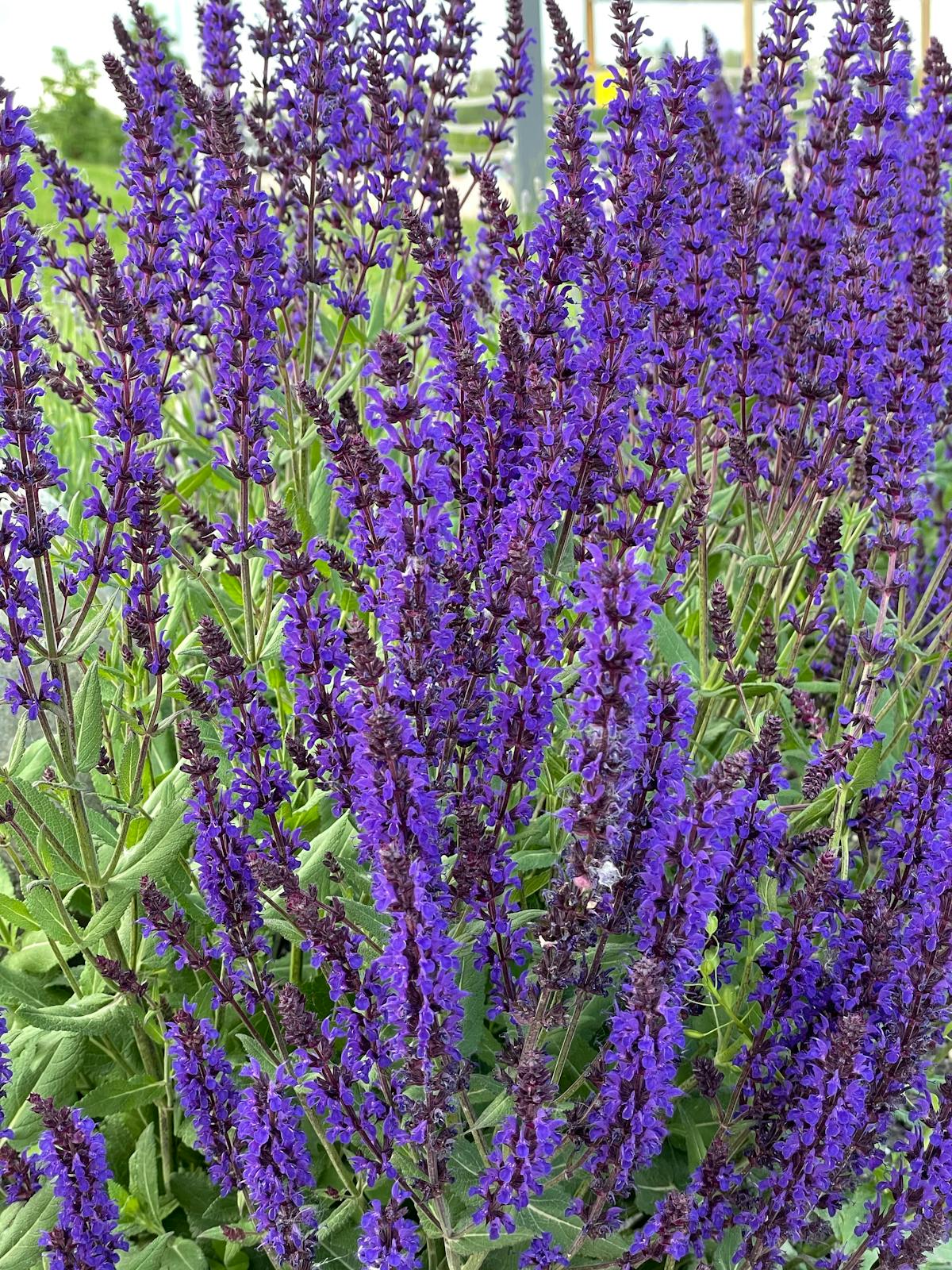 ¿Origen de la Creatividad o Simple Falsa Promesa? 🎭