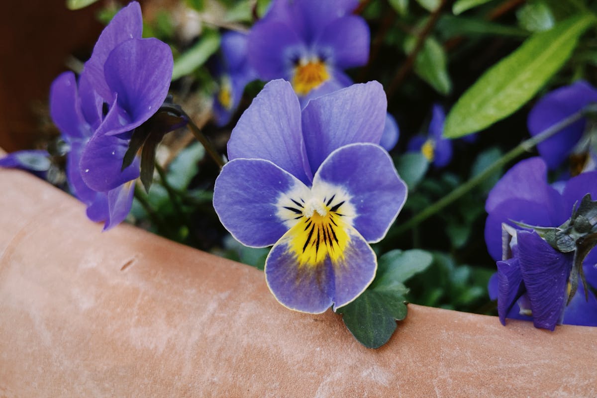 🚩 ¿Alimentos Frescos o Falsos? ¿Cómo No Pases de la Raya?...