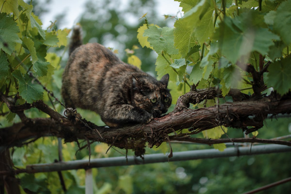 ¿El Delivery En Línea te Hace Pagar el Doble? ¡La Verdad S...