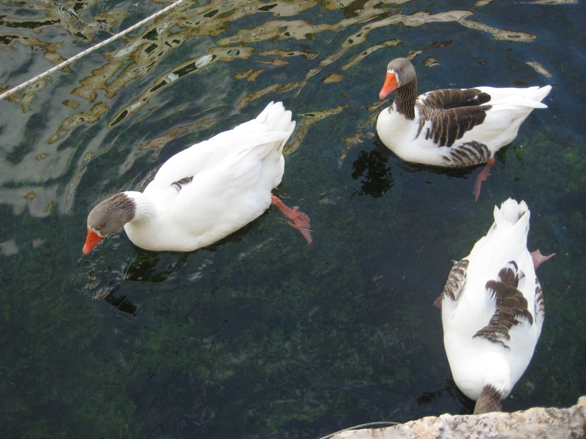 ¿El Vóley Peruano Se Apaga o Está en Alta Tensión? (...