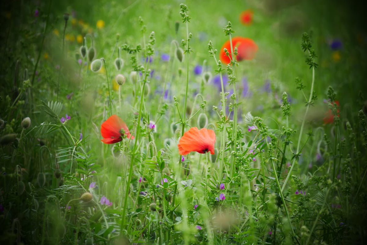 ¿Puedo Vender mi Casa sin Escrituras? Lo que No te Dicen 🚩...