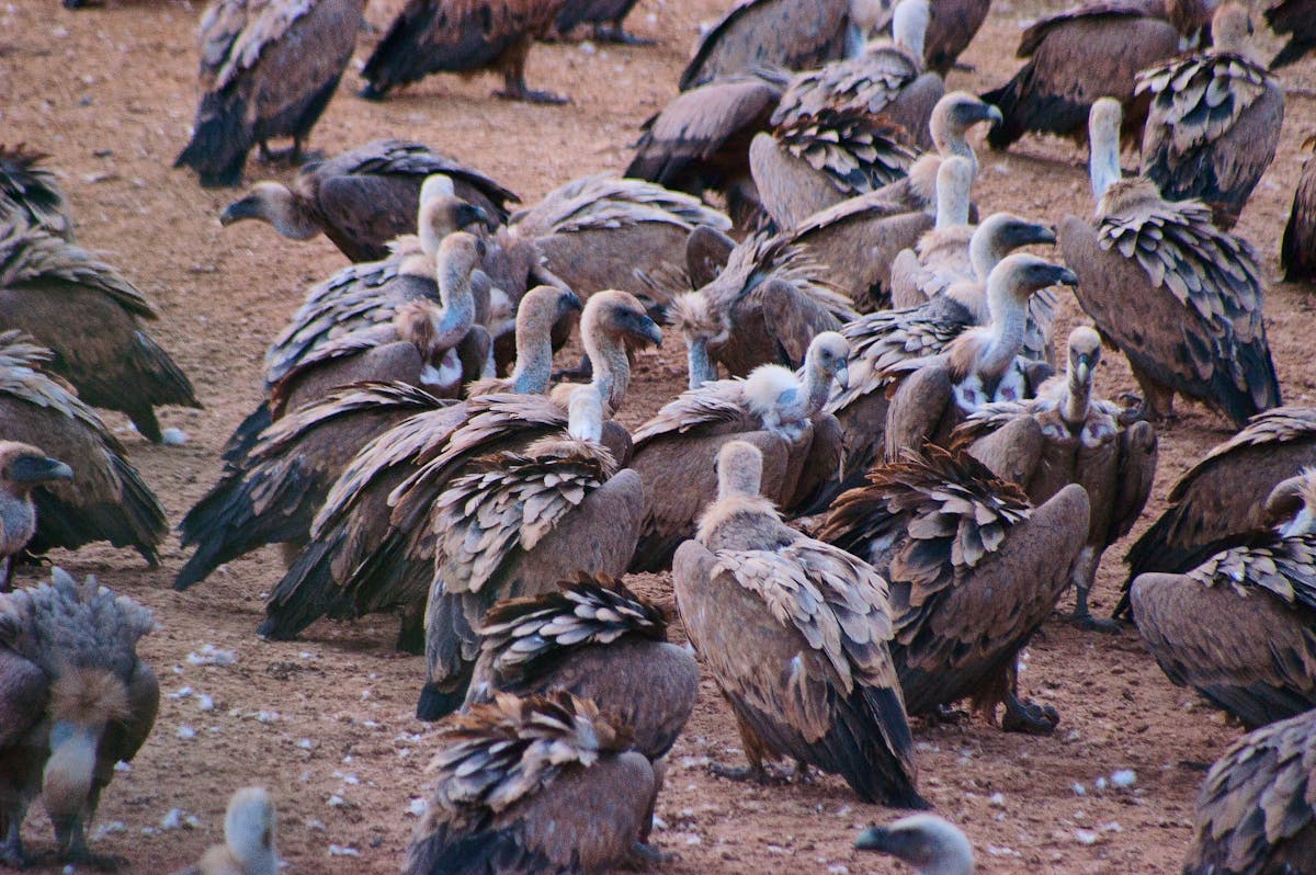 🚩 ¿Eventos Con Pran? ¡Eso es un Red Flag!