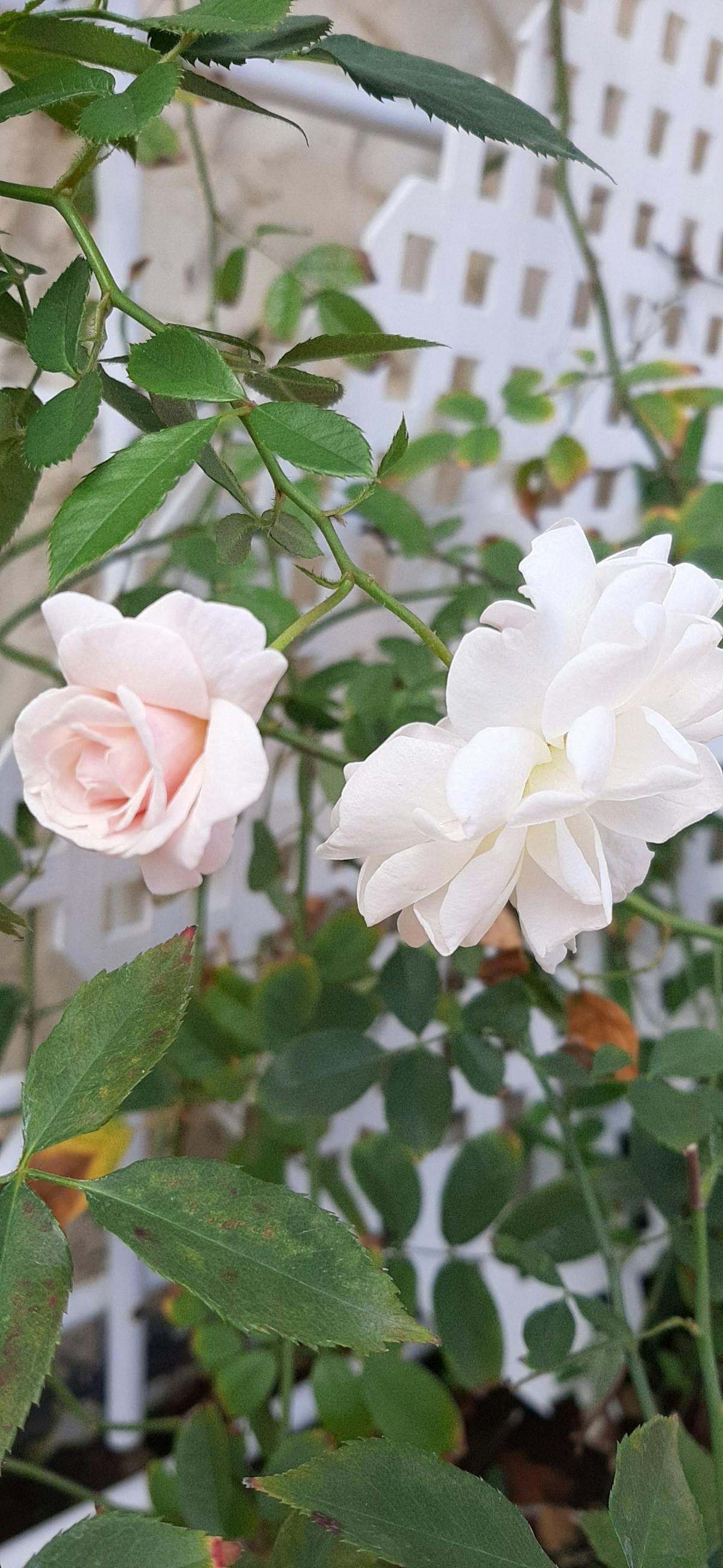 No te pases: ¿Cómo hacer pasta que haga pedir la receta? 🍝