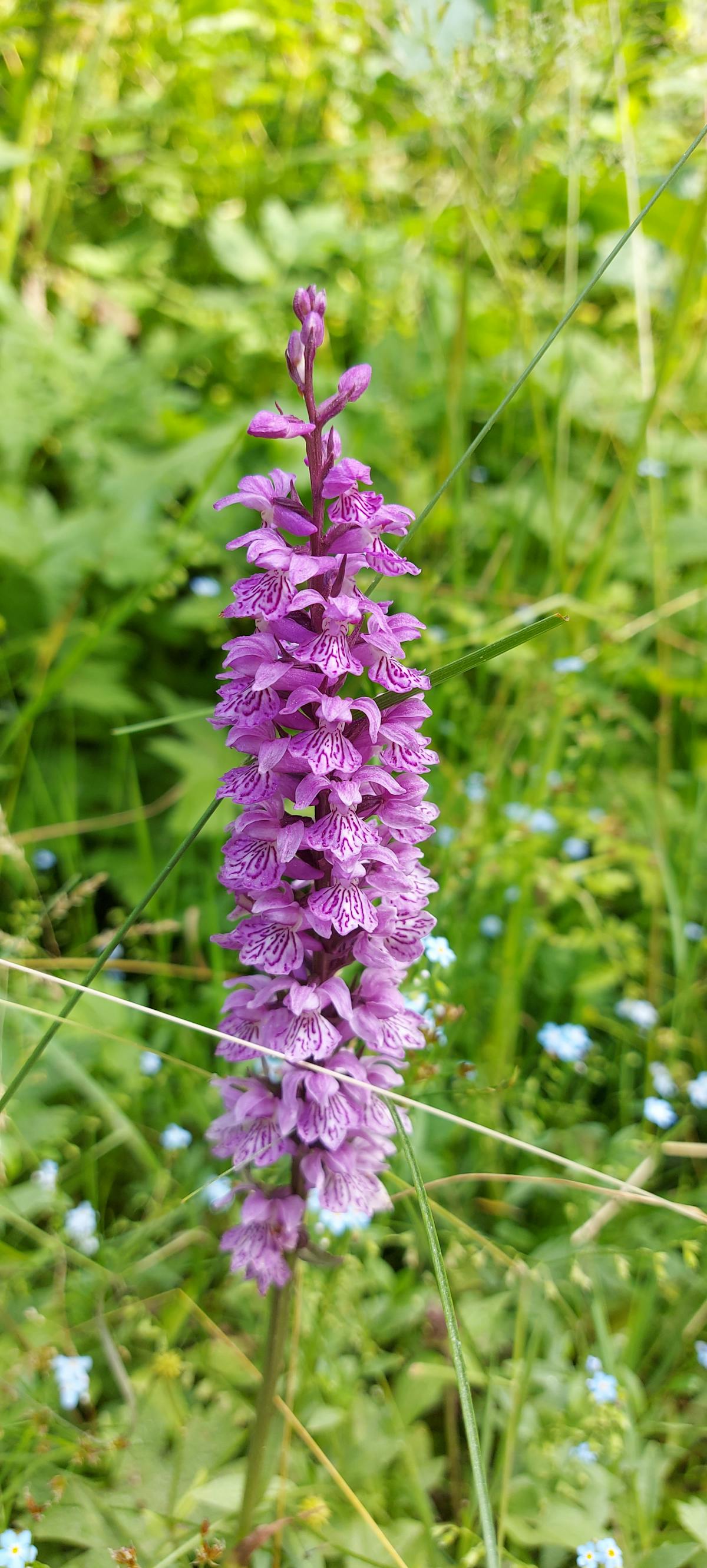 ¿Limpia como los 90 o es solo Nenuco? La colonia de Elizab...