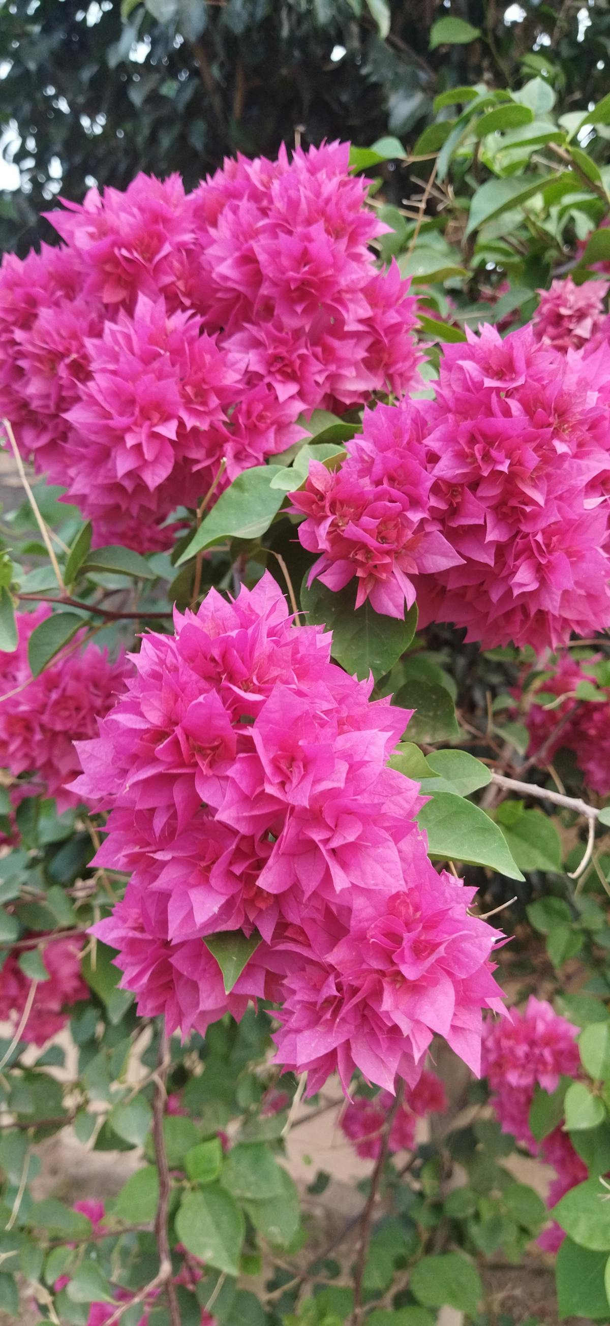 🚩 ¿Las Empresas de Tini Visten Con Ciberseguridad o Solo F...