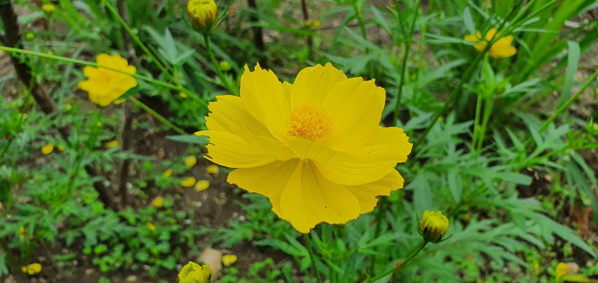 ¿Tu Cuenta de Twitter Está Rota o Solo Es una Crisis de Id...