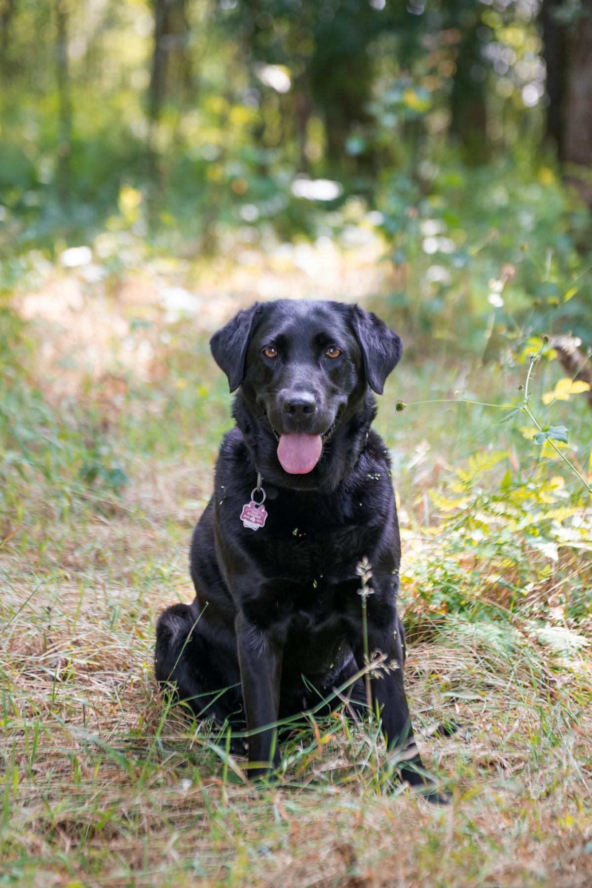 ¿Copa Mundial o Copa de Datos Robados? 🚩