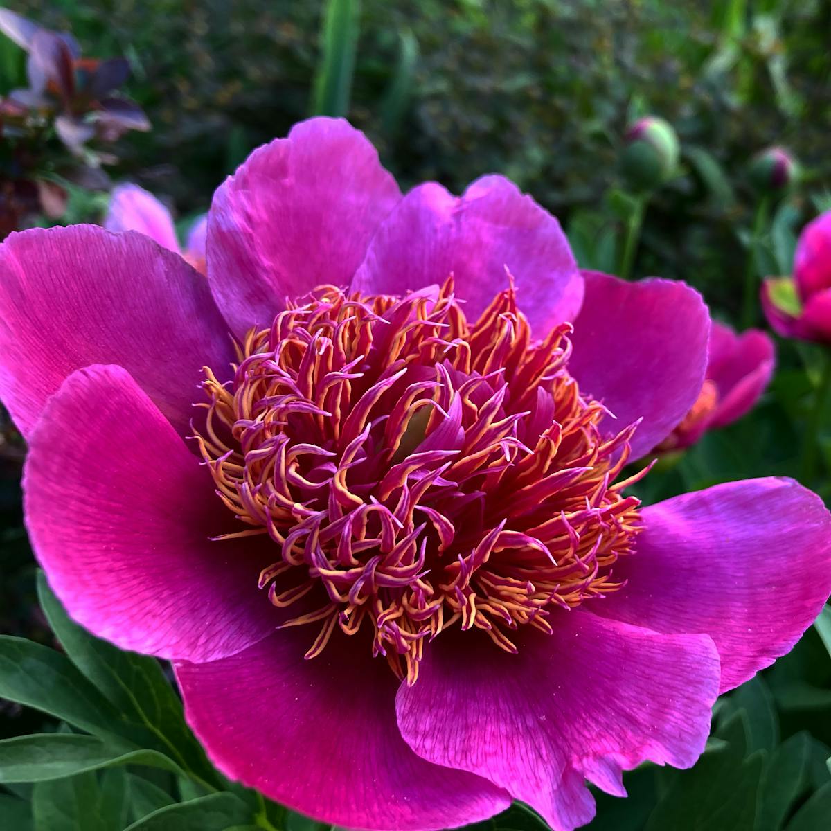 ¿Cómo Se Entrenan Las Estrellas de Bailarín y No Eres el Ú...