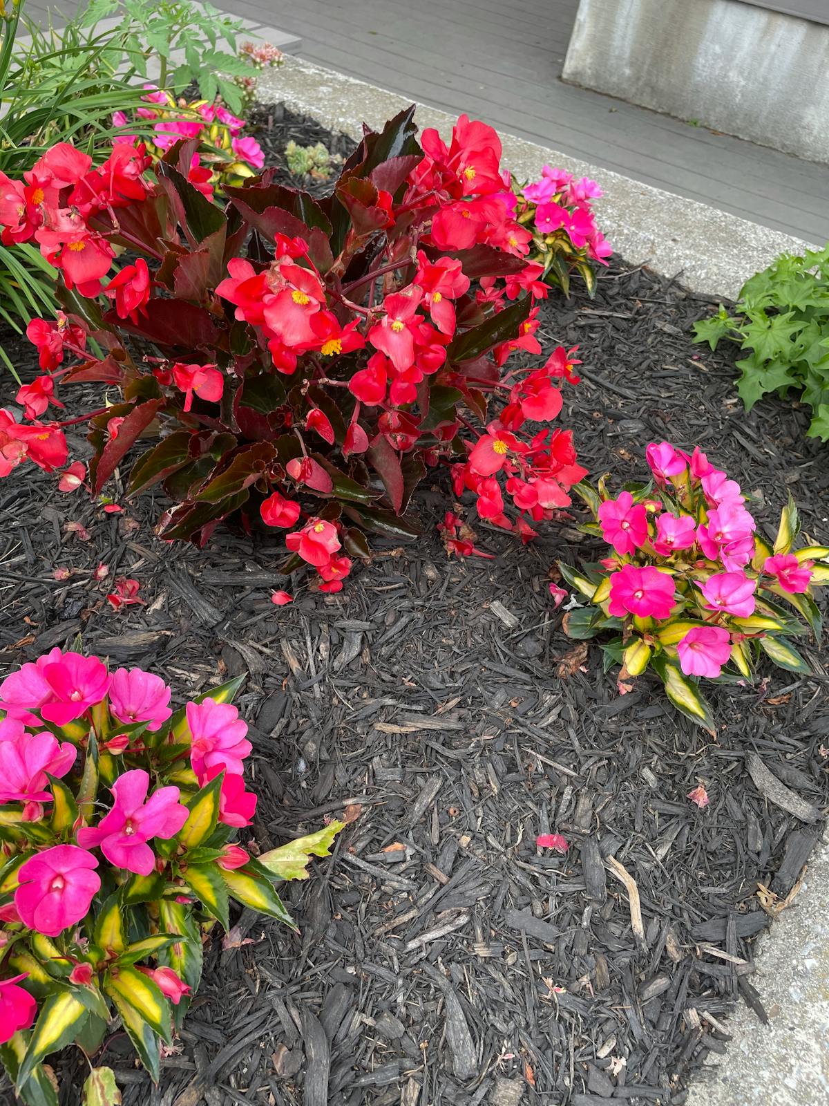 ¿Al Chile si Iran va al Mundial sin Trump?