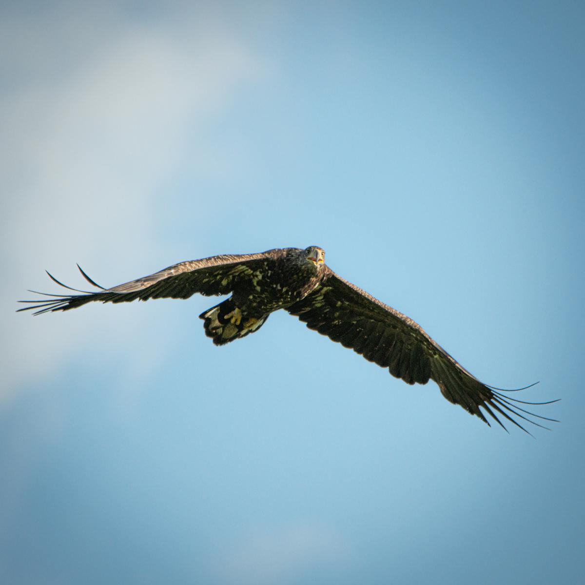 ¿Lluvia negra o lluvia de mierda? Un video viral e...