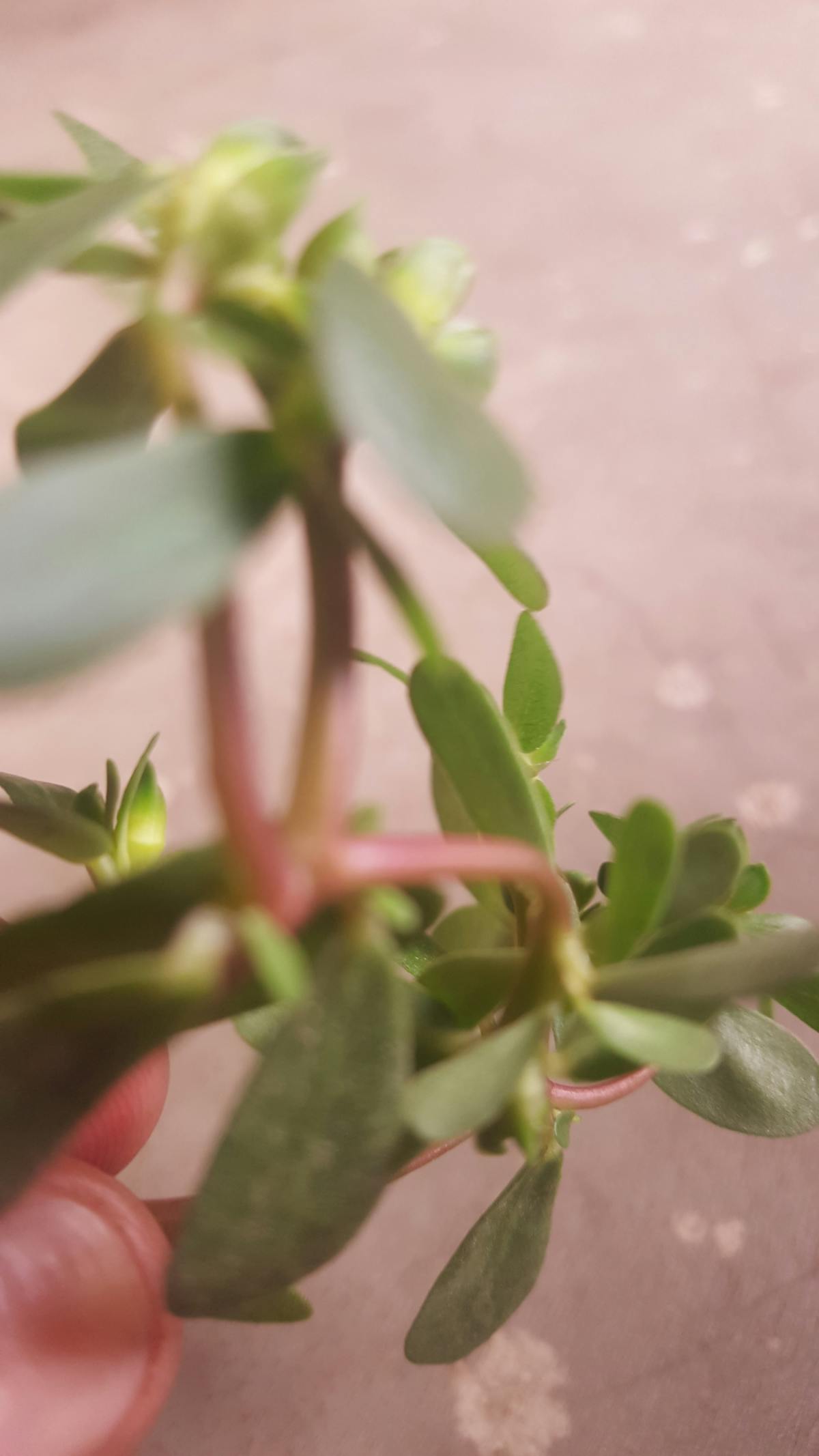 Wednesday.Png: ¿Te Has Dado Cuenta de que Estás en el Jueg...