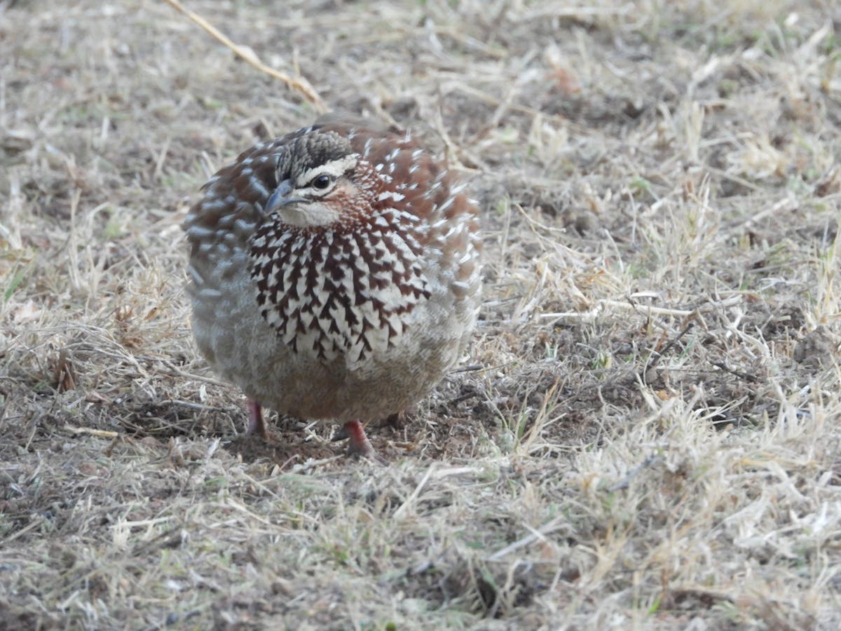 ¿El laurel te hace rico o solo es un chale?