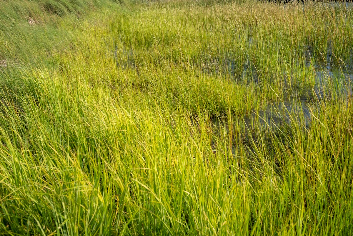 ¡Esto es oro! El estadio de béisbol Roberto Mariano Bula ya no...