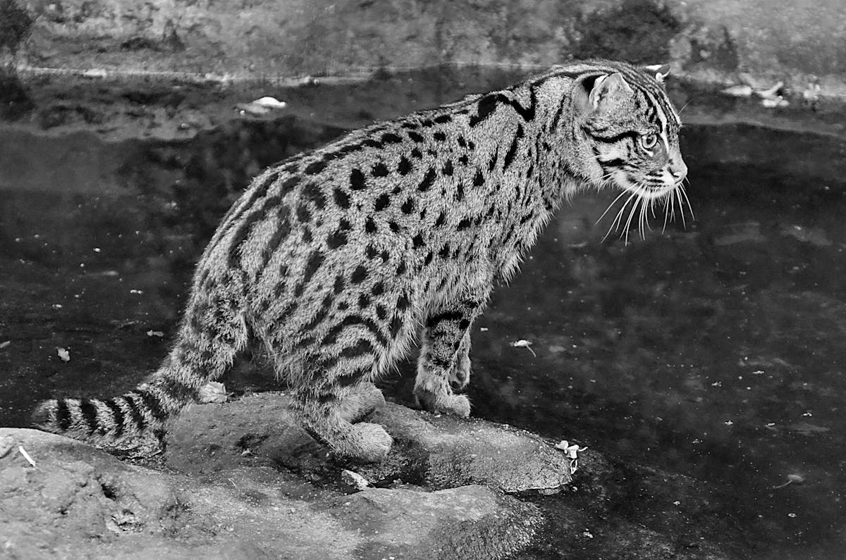 ¿Lecó México Ya Desbloqueó el Ciberseguridad? (puede...