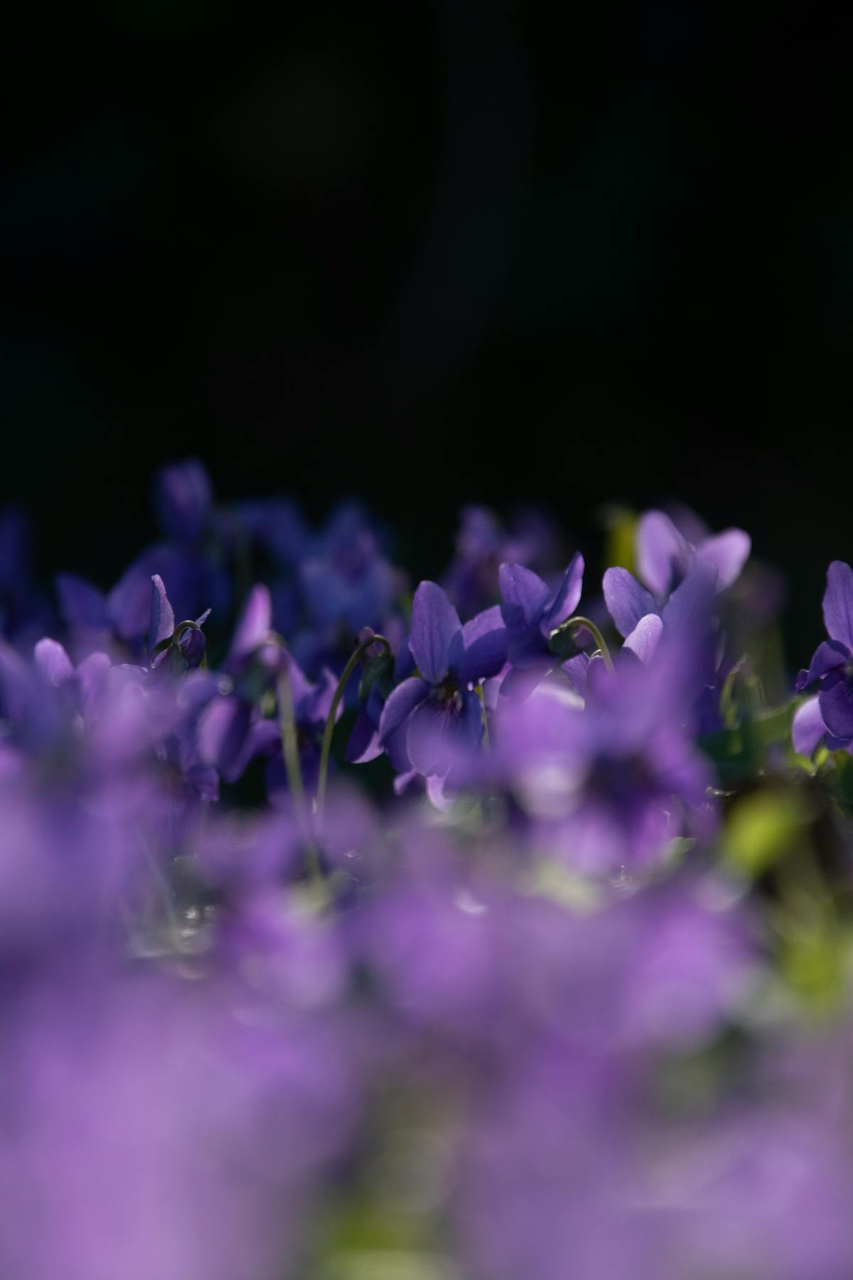 🚩 ¿Tu Negocio usa Blockchain o es un Esquema Piramidal?