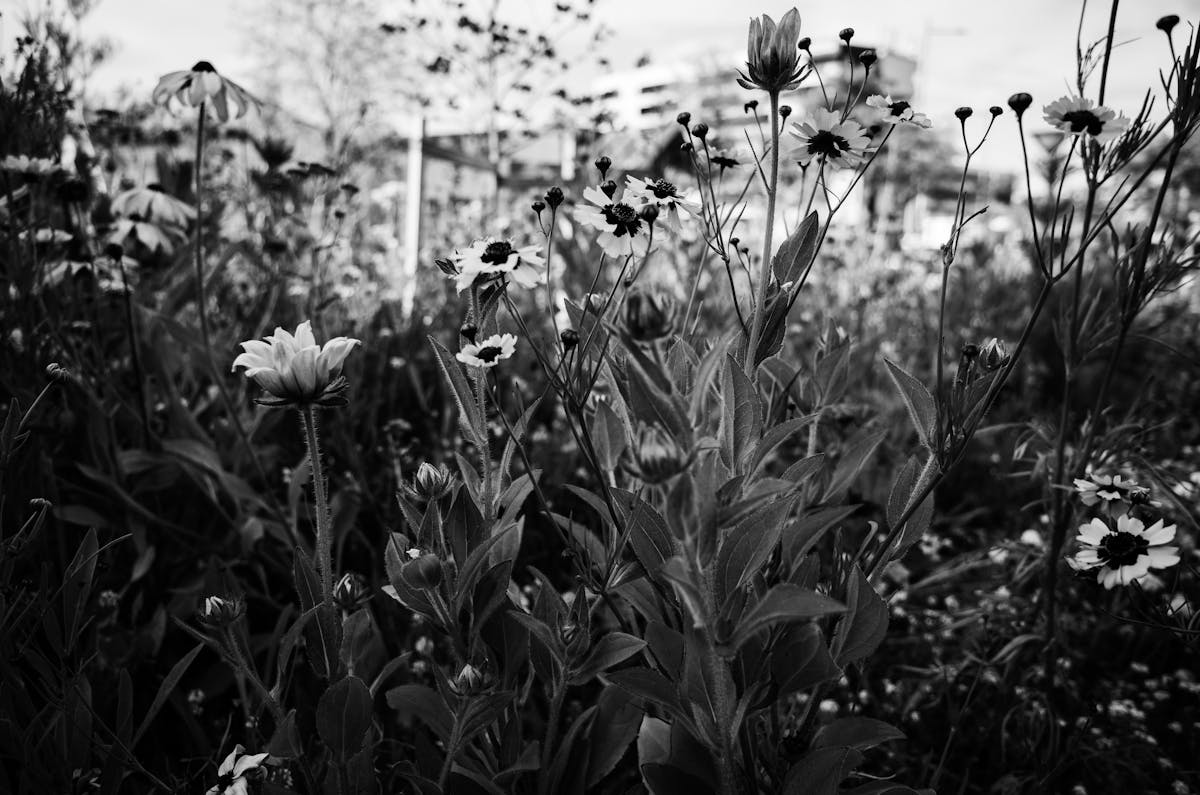 🤡 ¿Los Griegos o los Alemanes Ganarían en una Partida de F...