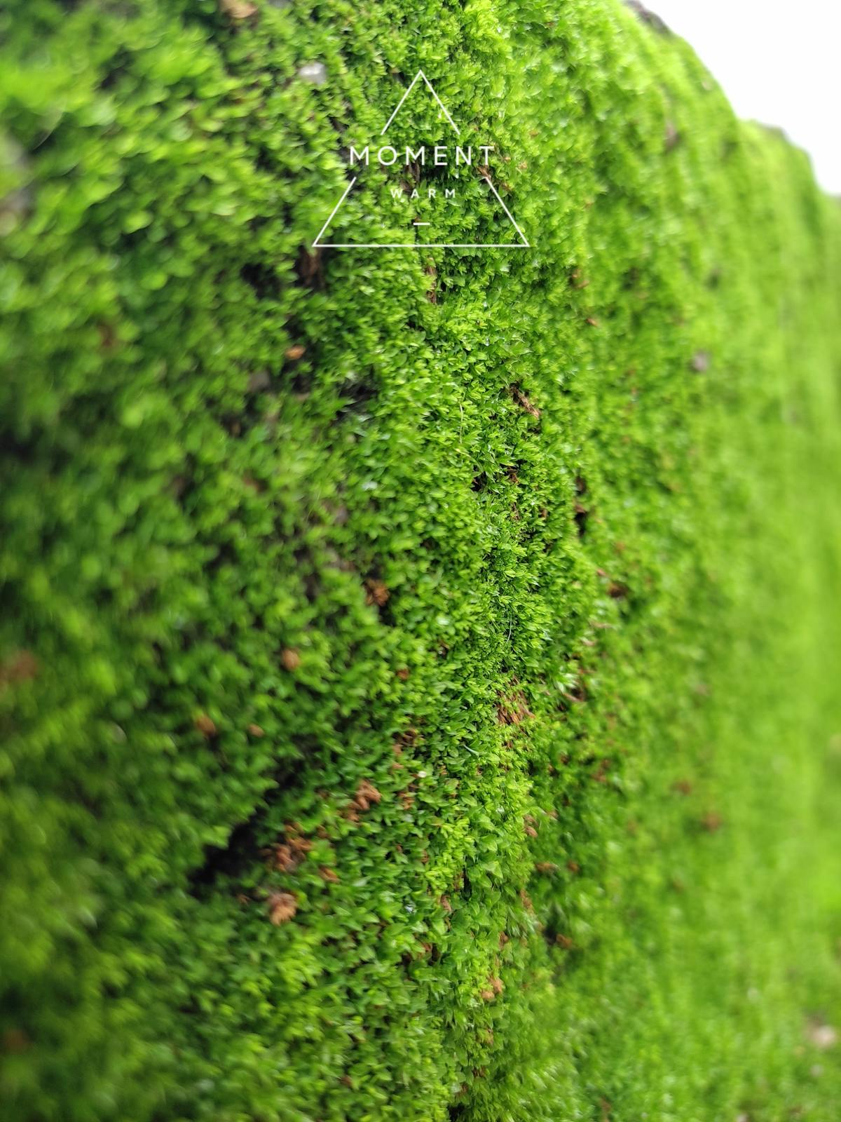 Concierto o Ciberataque? 🚩 ¿La Cultura Capitalina Se Prepara p...