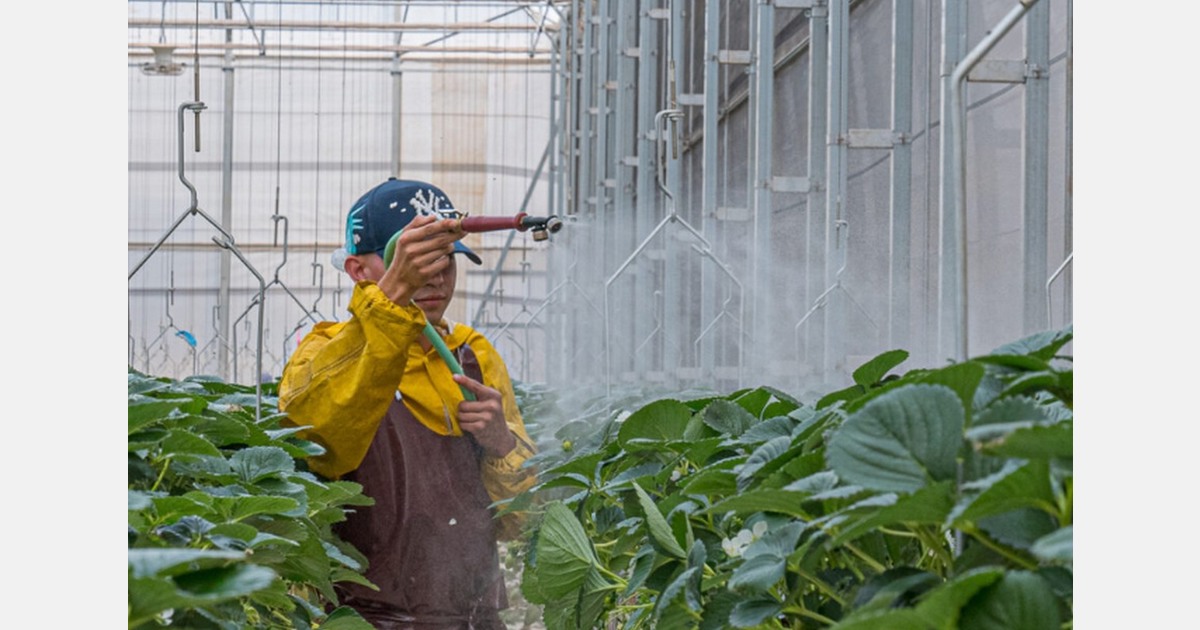 ¿Chale, las fresas de Jalisco van a dejar a las demás cose...