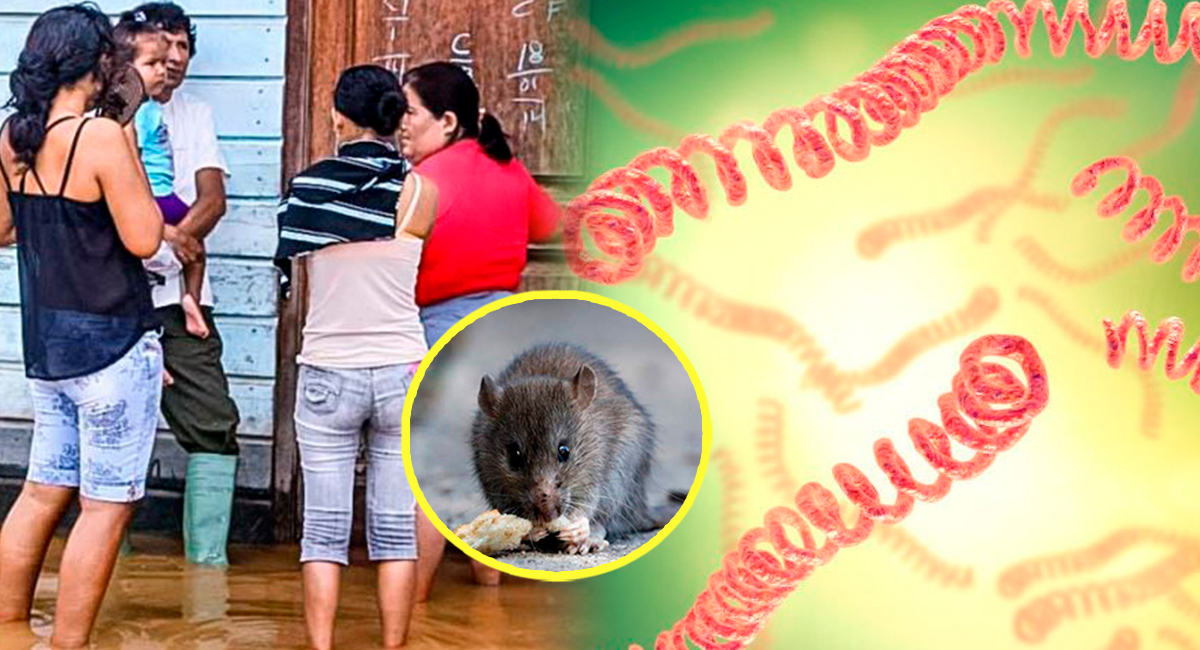 🚩 ¿La Minsa Te Dice la Verdad sobre la Leptospirosis o Sol...