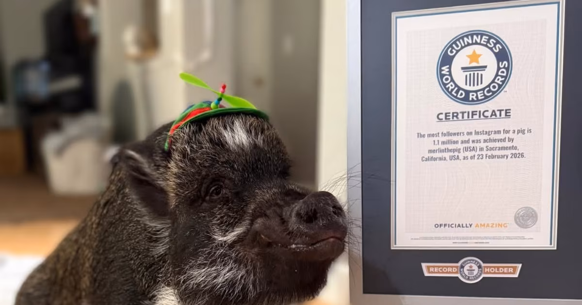 ¿Este Cerdo Habla o Es Simplemente un Master de la Influencia? 🐖
