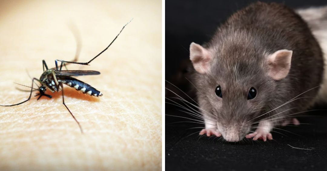 ¿Leptospirosis o dengue? ¡Esto no es un juego de tronos!