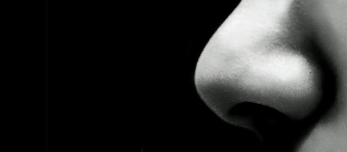 👃 ¿Sabías que el olfato es más sutil que la inteligencia