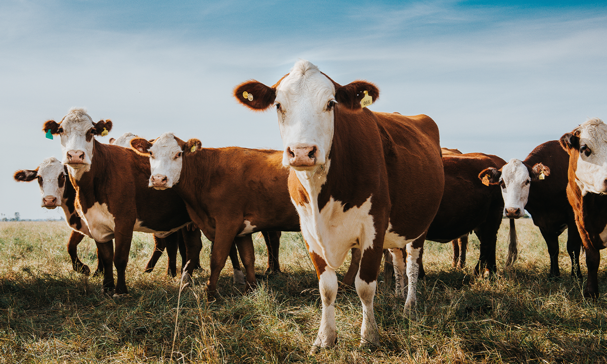 🌱 ¿Agricultura del Futuro o Sólo Verdes de Contabilidad? 🌾