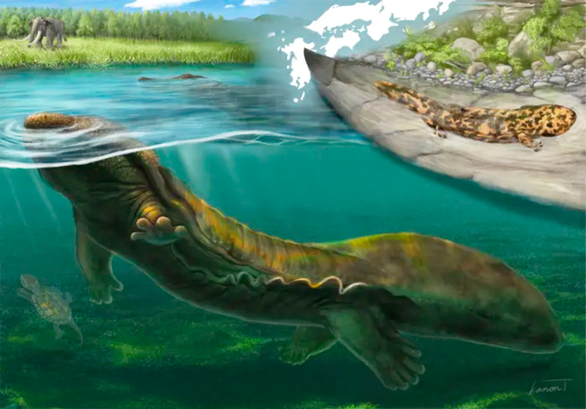 💻 ¿El Salamander Gigante Se Volvió Tech? (4′ de long)