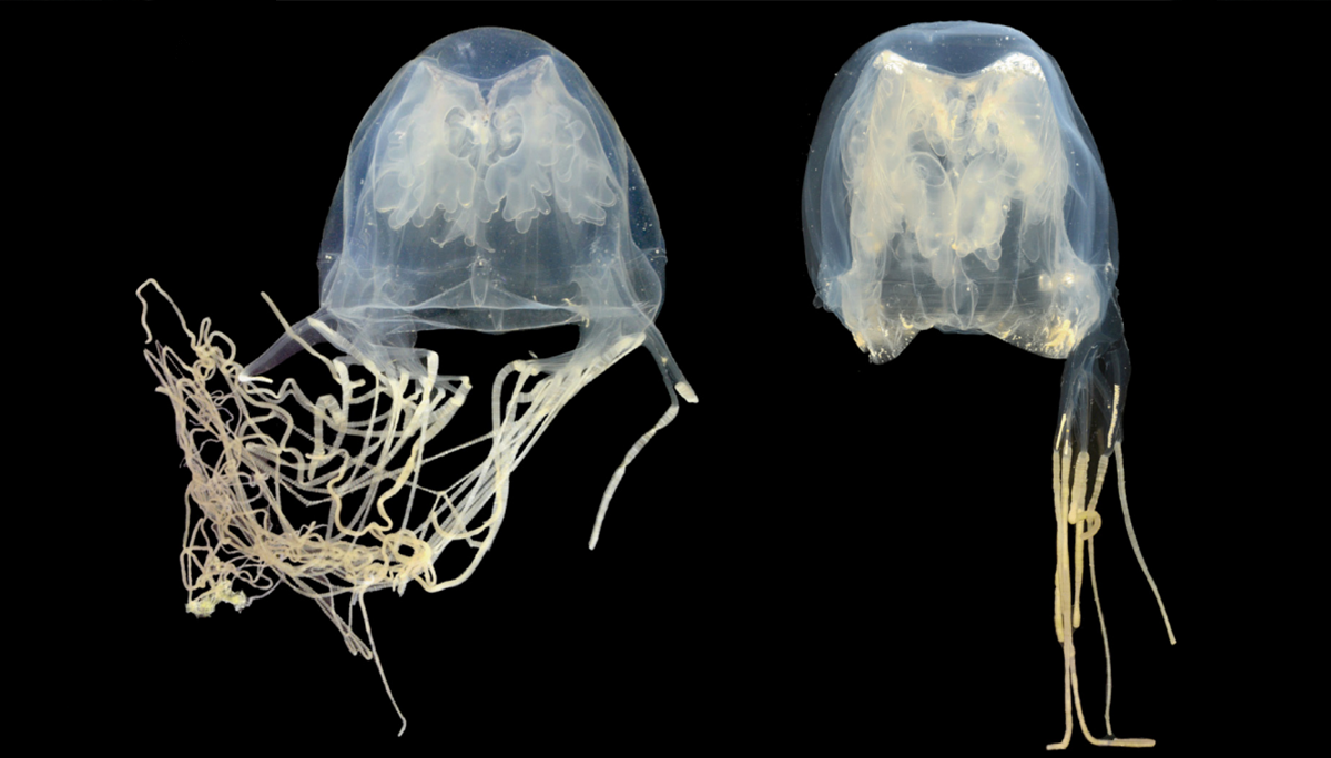 🦫 5 Nuevas Espécies de Box Jellyfish ¡Ya Venen