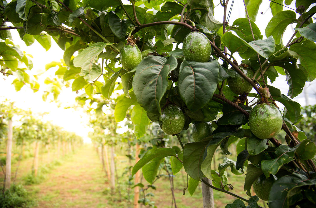 💻 ¿Avocados Genéticos o Apocalypse en 2023