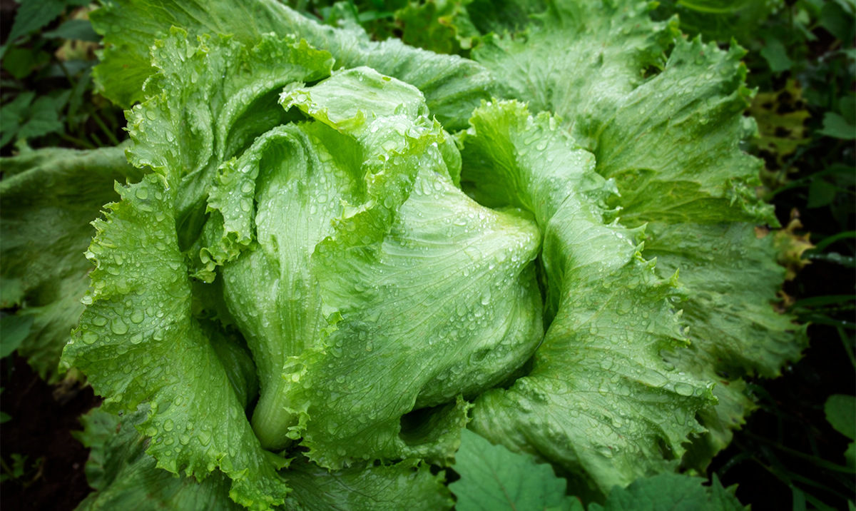 🦠 ¿Cyclospora: El Enemigo Invisible que NO Te Dice Su Nombre