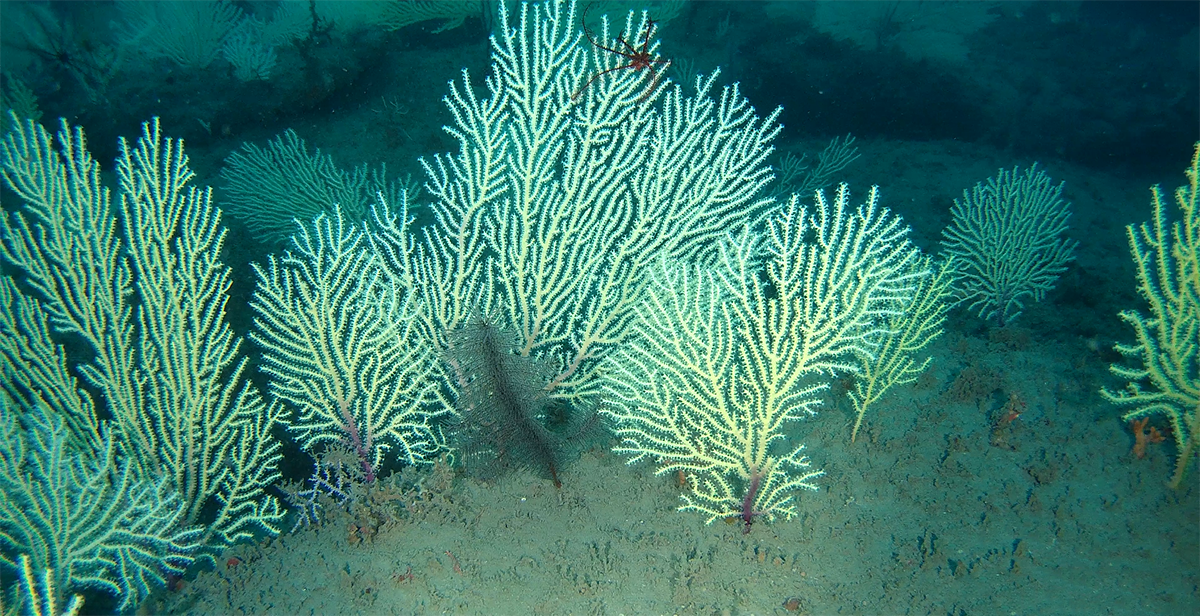🌊 ¿Coral Muerto Revivido? 🤔 En África Ocurre Lo Imposible