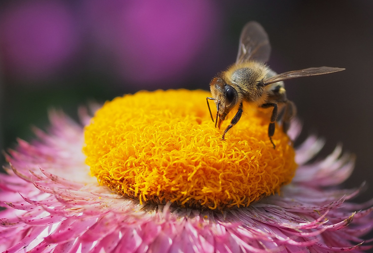 📱 ¿Ya Se Cura la Colonía de Abejas? 19 Años Después