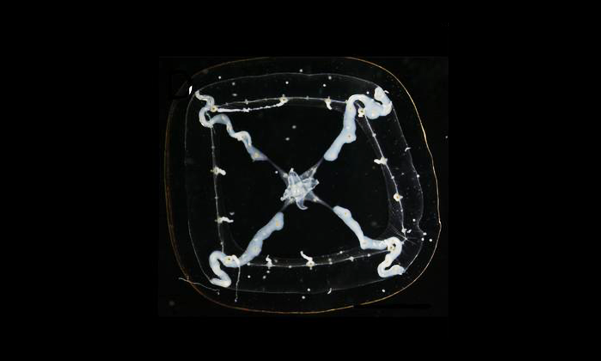 🎉 ¿Nueva Especie de Medusas Se Pone en el Rollo del Gourmet
