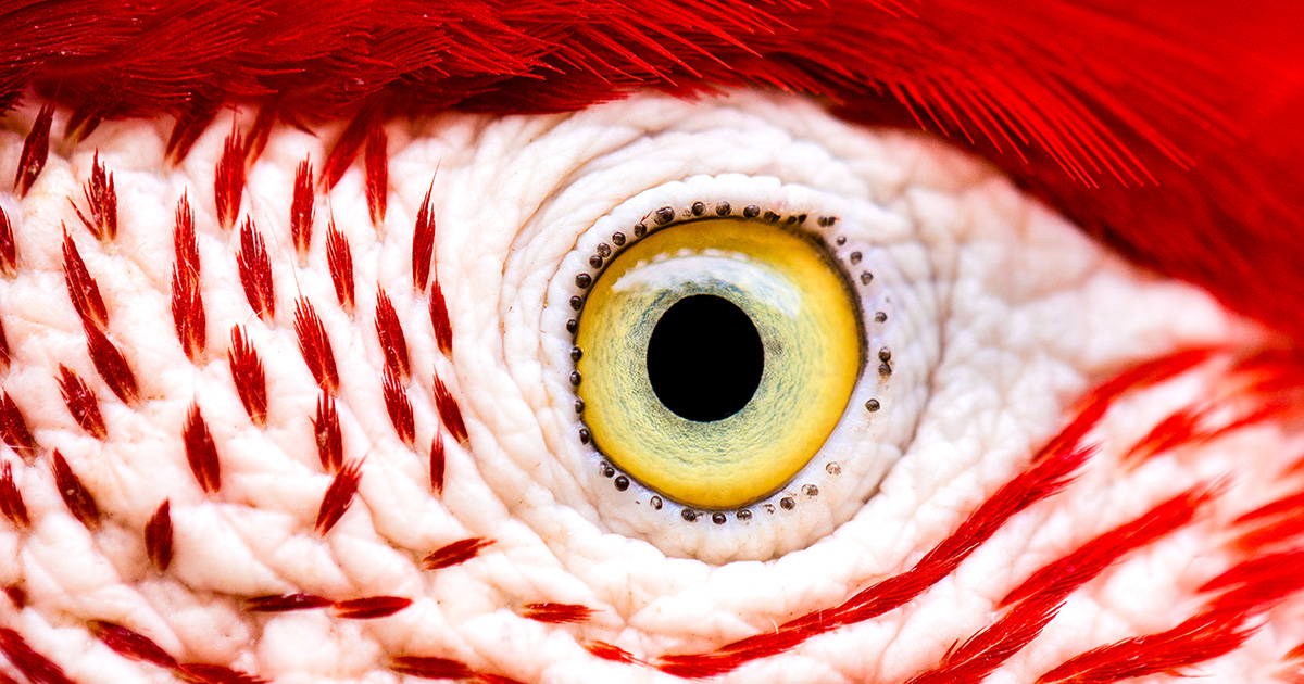 🚀 ¿La Bird Eye Te Va a Volar o Solo Se La Queda